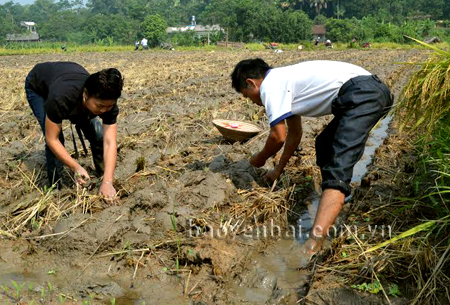 Tranh thủ thời tiết thuận lợi, nhân dân xã Yên Bình khẩn trương xuống giống để trồng ngô đông.
